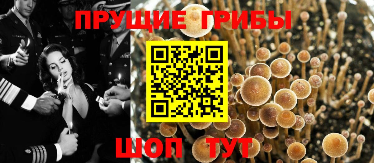 Псилоцибиновые грибы MAGIC MUSHROOMS Вязники